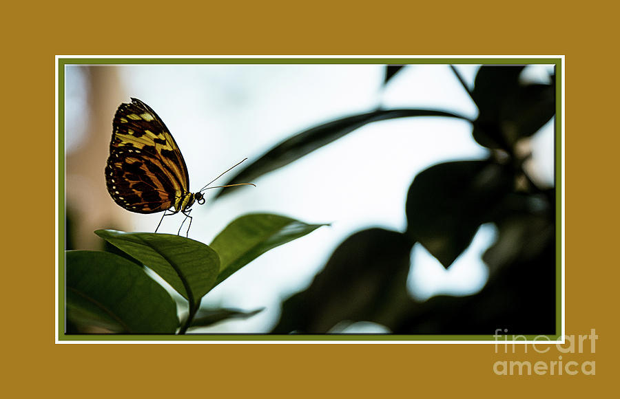 Yellow Butterfly Photograph by Deborah Klubertanz