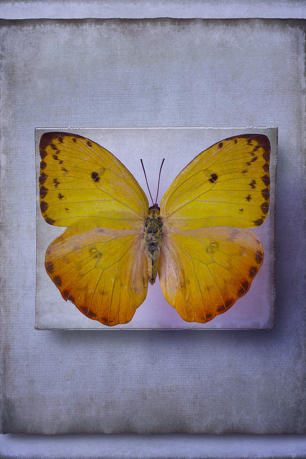 Still Life Photograph - Yellow Butterfly Dreams by Garry Gay