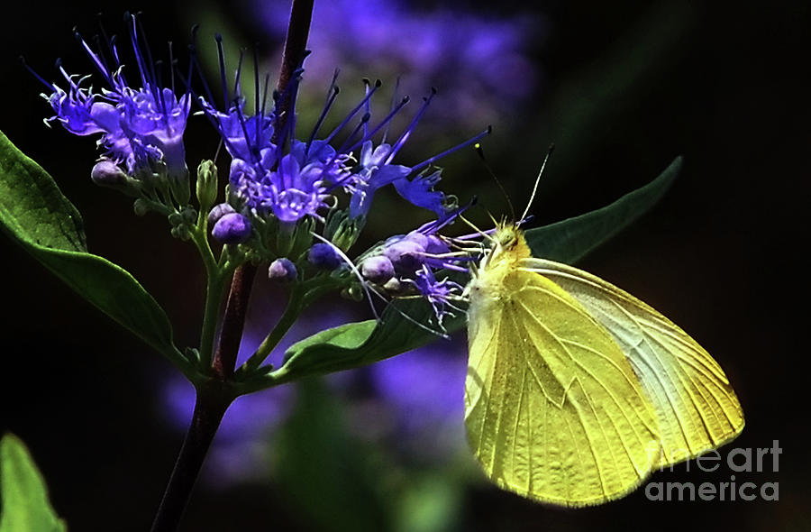 Yellow Butterfly  Photograph by Elaine Manley