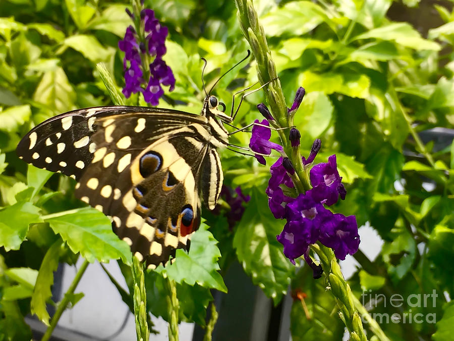 Yellow Butterfly Enjoying Purple Flower Photograph by Beth Myer Photography