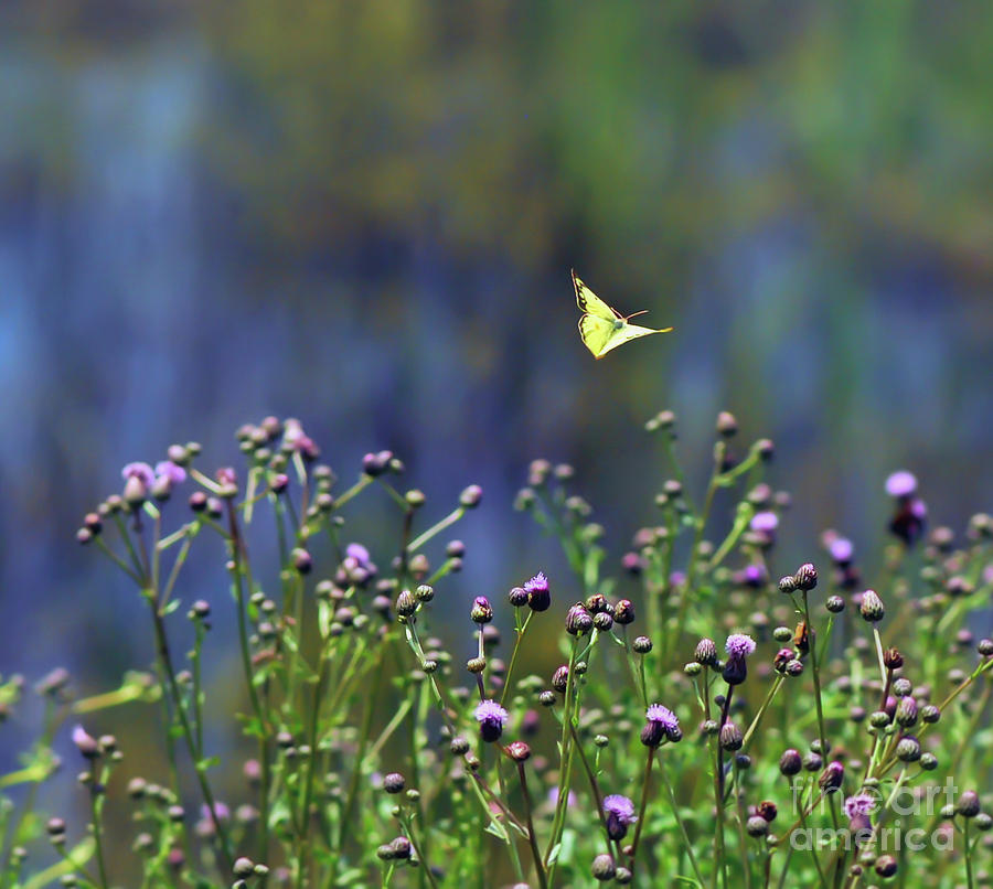 Yellow Butterfly Flyaway Photograph by Kerri Farley