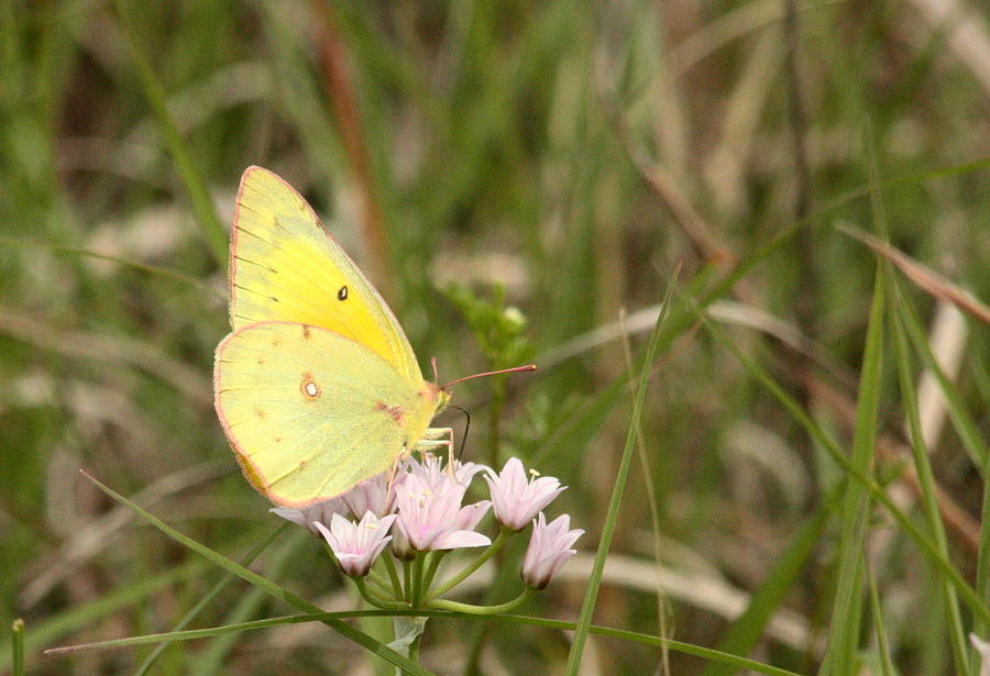 Clouded Sulphur Butterfly in Field Photograph by Sheila Brown