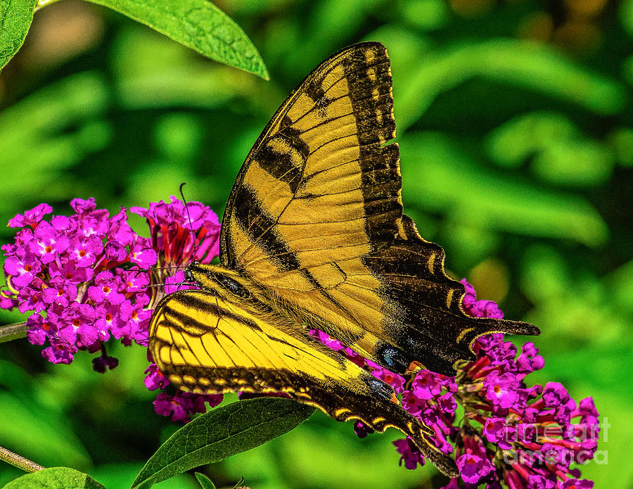 Yellow Butterfly in the Garden Photograph by Nick Zelinsky Jr