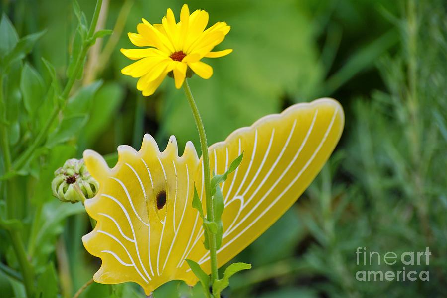 Yellow Butterfly Photograph by Merle Grenz