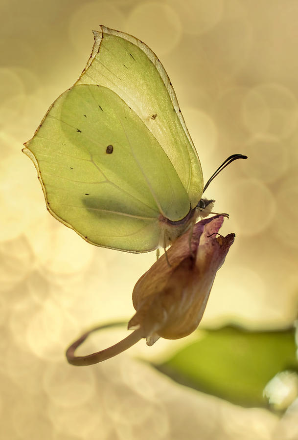 Yellow butterfly on a dry flower Photograph by Jaroslaw Blaminsky