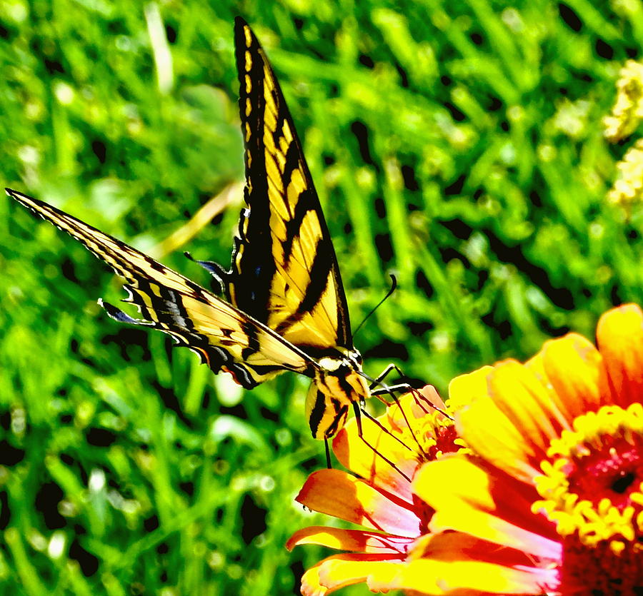 Yellow Butterfly on a garden flower Photograph by Amy McDaniel