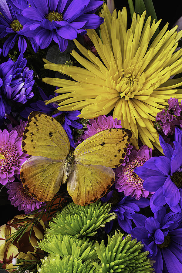 Daisy Photograph - Yellow Butterfly On Bouquet by Garry Gay