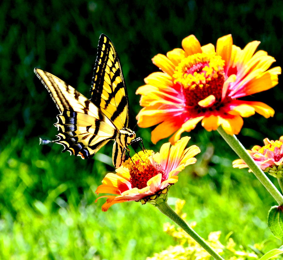 Yellow Butterfly On Flower Photograph