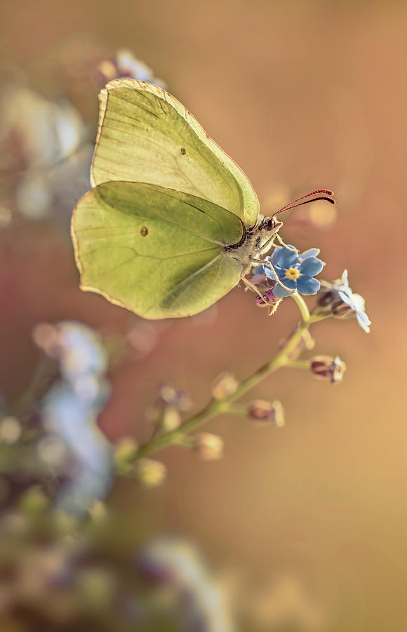 Yellow butterfly on forget me not flowers Photograph by Jaroslaw Blaminsky
