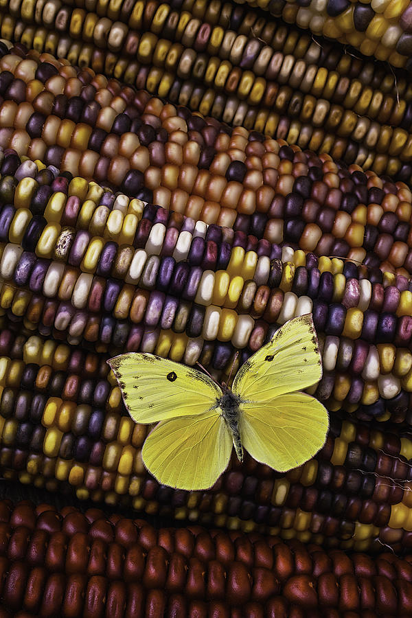 Yellow Butterfly On Indian Corn Photograph by Garry Gay