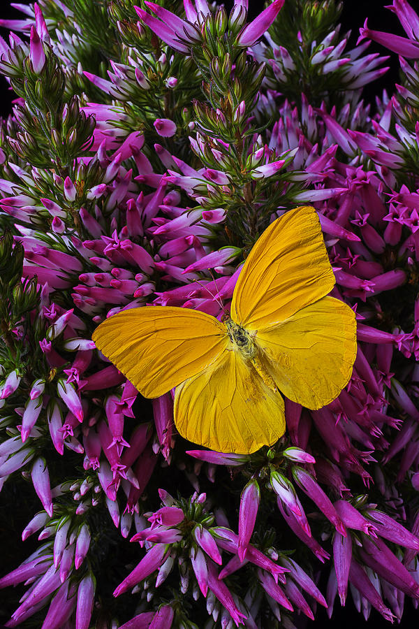 Still Life Photograph - Yellow Butterfly On Italian Ventricosa by Garry Gay