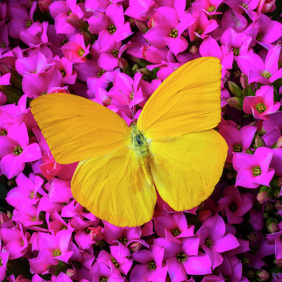 Yellow Butterfly On pink Kalanchoe Photograph by Garry Gay