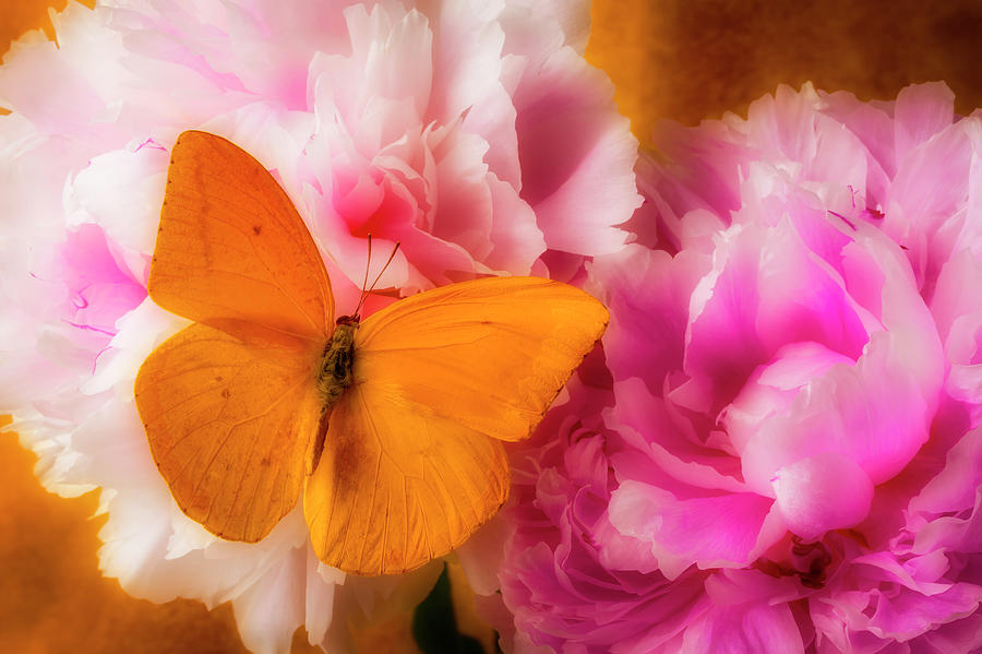 Yellow Butterfly On Pink Peony Photograph by Garry Gay