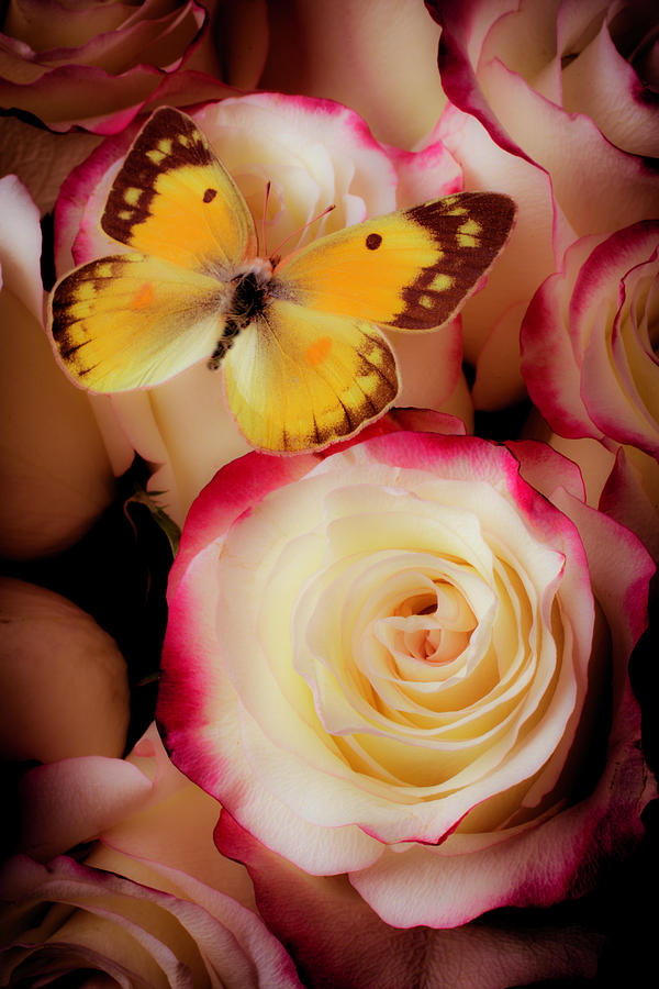 Yellow Butterfly On Pink White Roses Photograph by Garry Gay