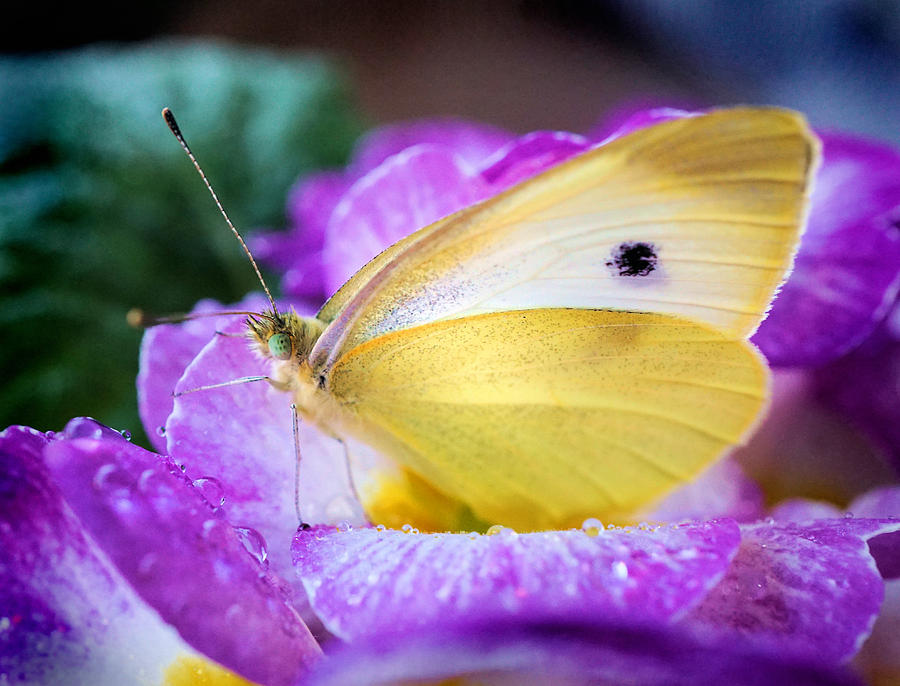 Yellow butterfly on purple flower Photograph by Lilia S