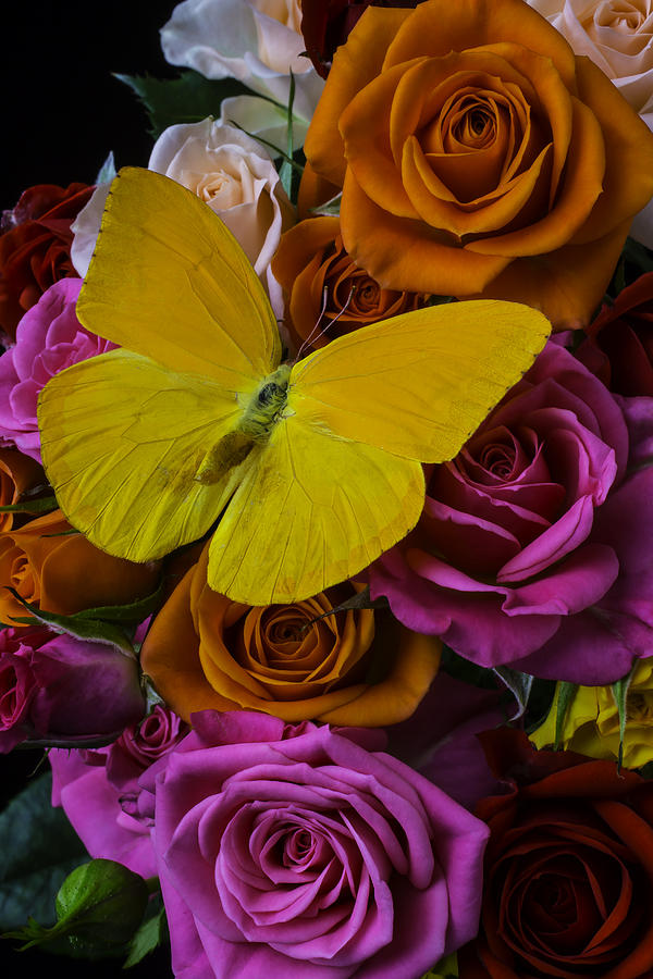 Yellow Butterfly On Roses Photograph by Garry Gay