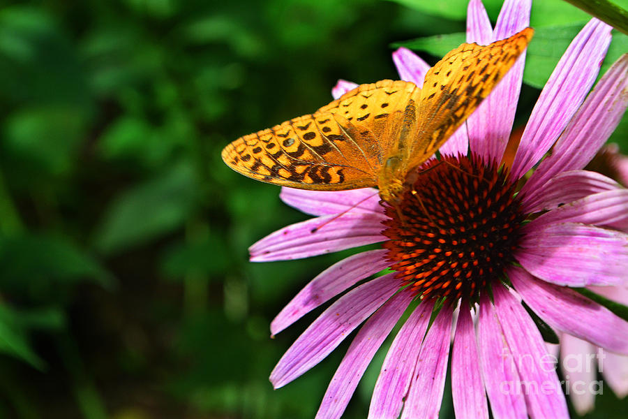 Yellow Butterfly on Single Coneflower Photograph by Amy Lucid