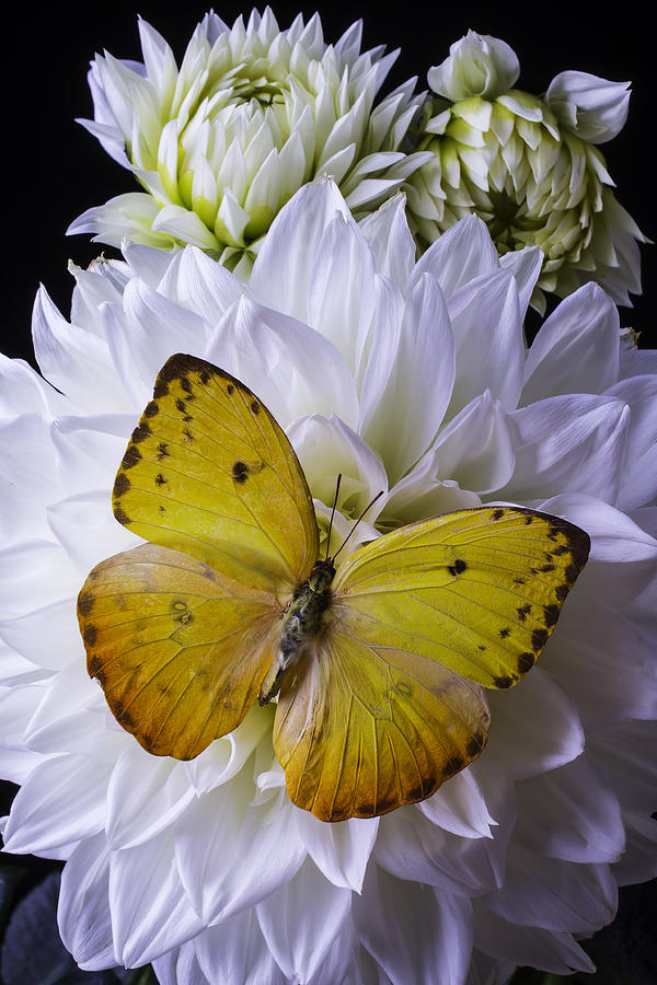 Still Life Photograph - Yellow Butterfly On White Dahlia by Garry Gay
