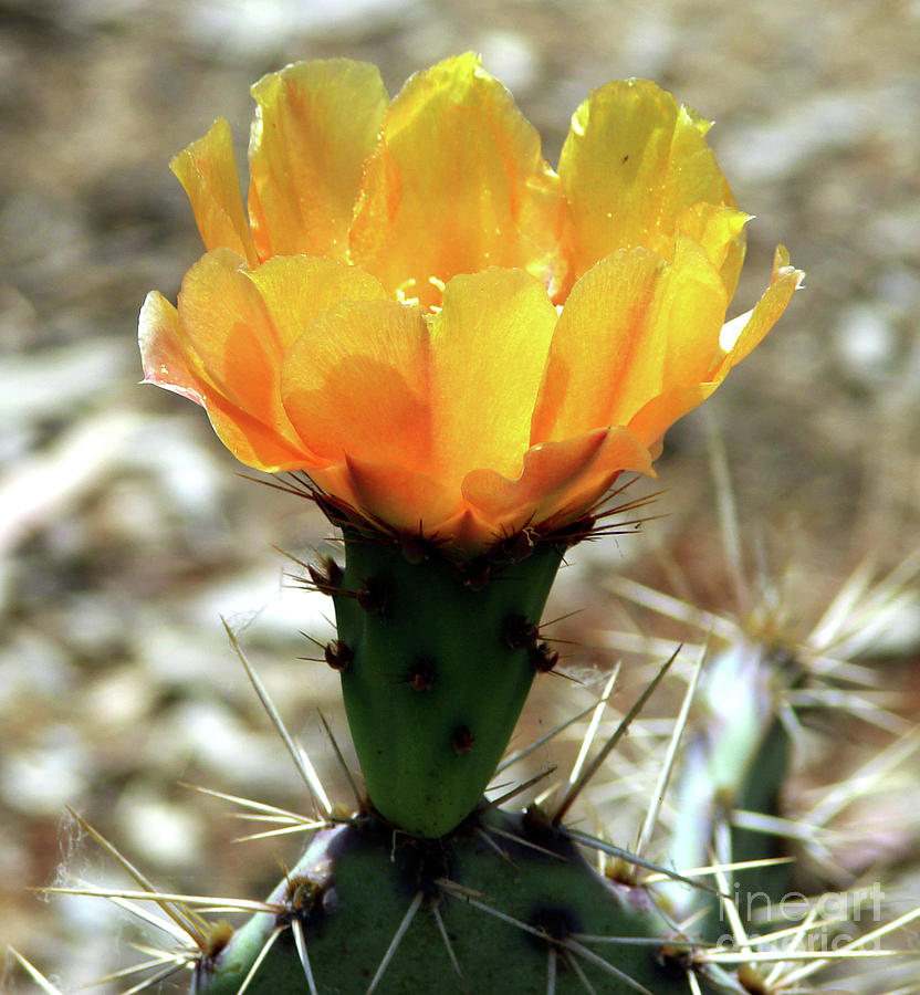 Yellow cactus bloom Photograph by Evelyn Sanders