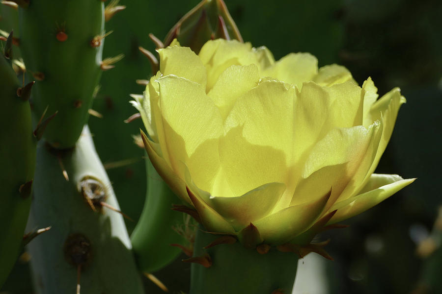 Yellow Cactus Bloom Photograph by Laurel Powell
