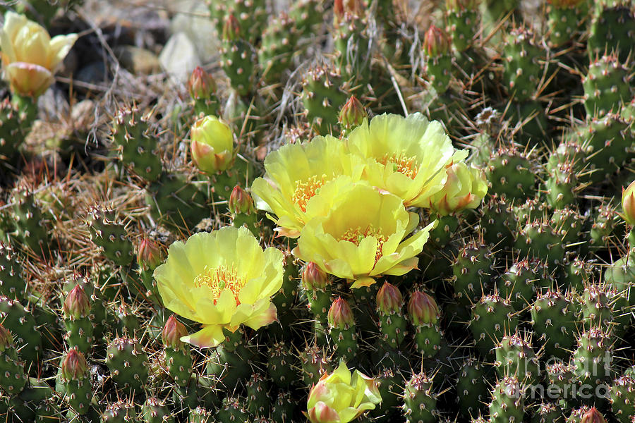 Yellow Cactus Blooms Photograph by Ann E Robson
