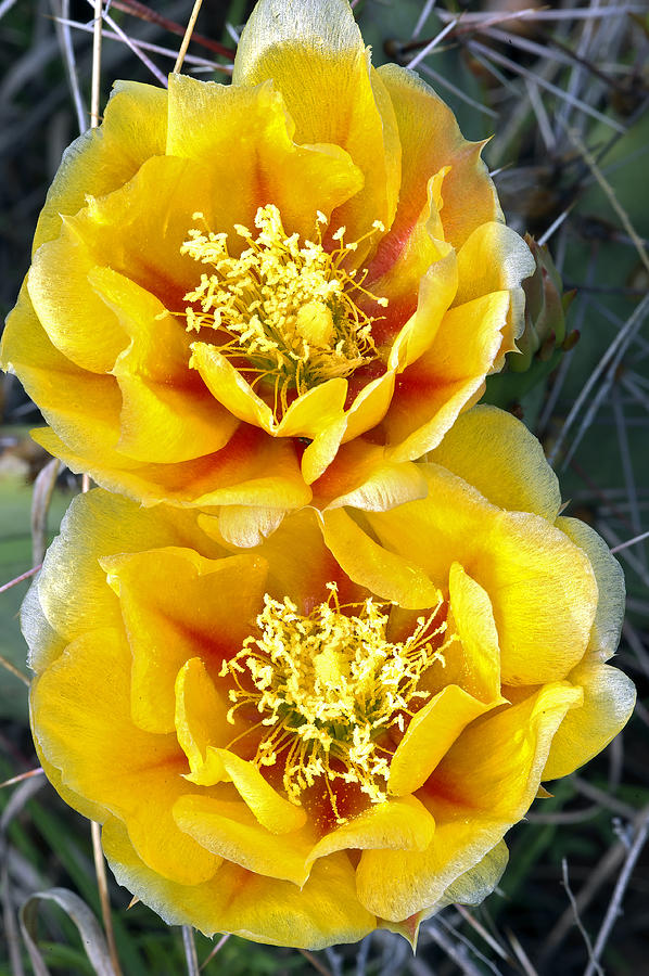 Yellow  Cactus Blooms Photograph by Gary Langley