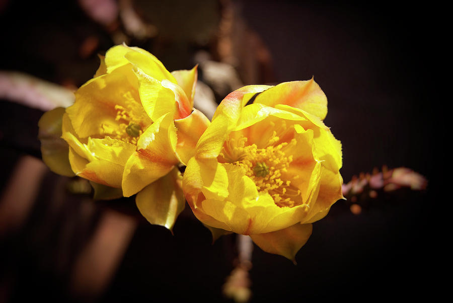 Yellow Cactus Blooms Photograph by Sandra Selle Rodriguez