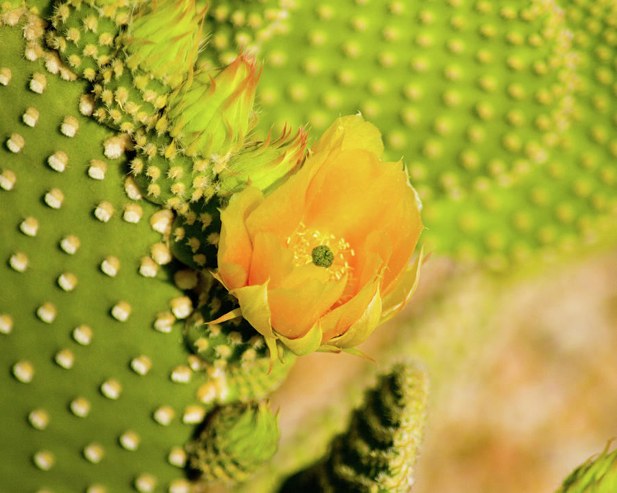 Yellow Cactus Flower Photograph by Bill Barber