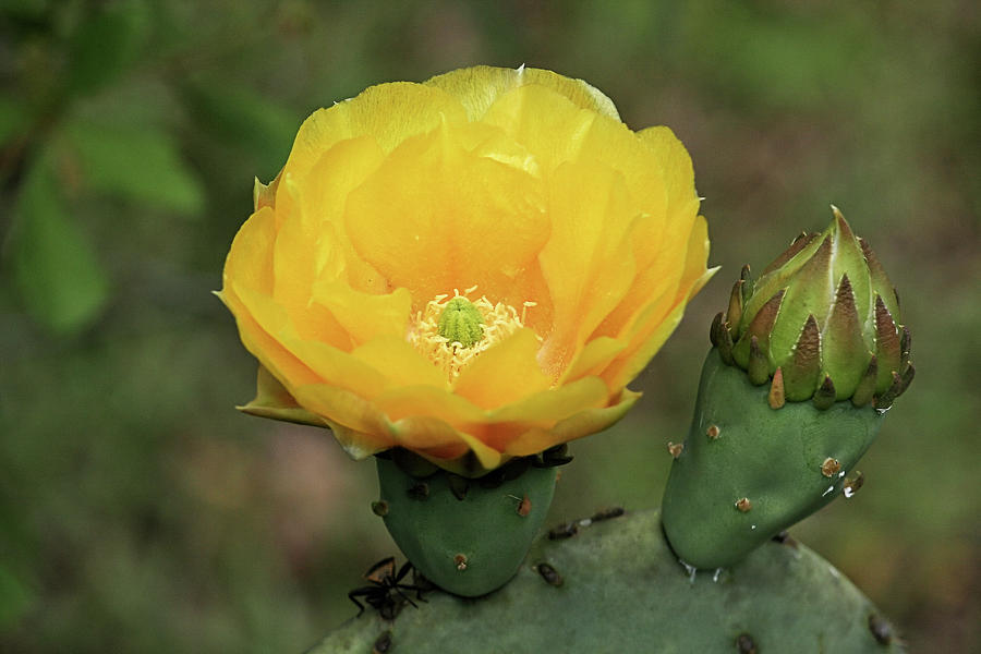 Flowers Still Life Photograph - Yellow Cactus Flower by Cathy Harper