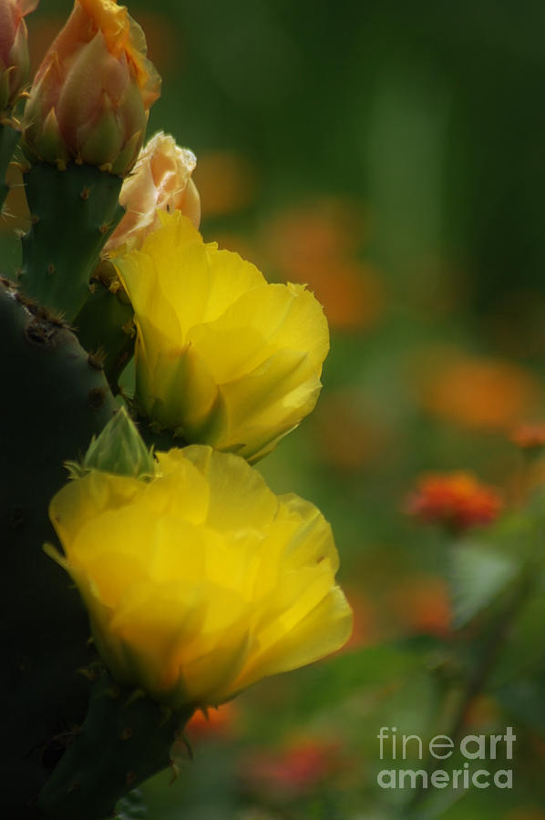 Yellow Cactus Flower by DONNA BENTLEY Yellow Cactus Flower by DONNA BENTLEY