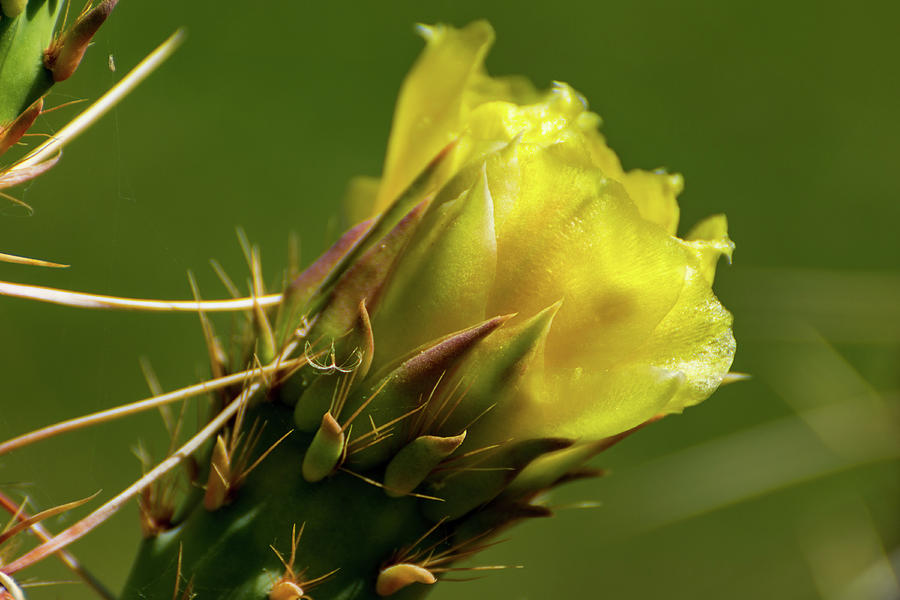 Yellow Cactus Flower Photograph by Douglas Killourie