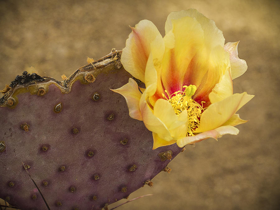 Yellow Cactus Flower Photograph by Jean Noren