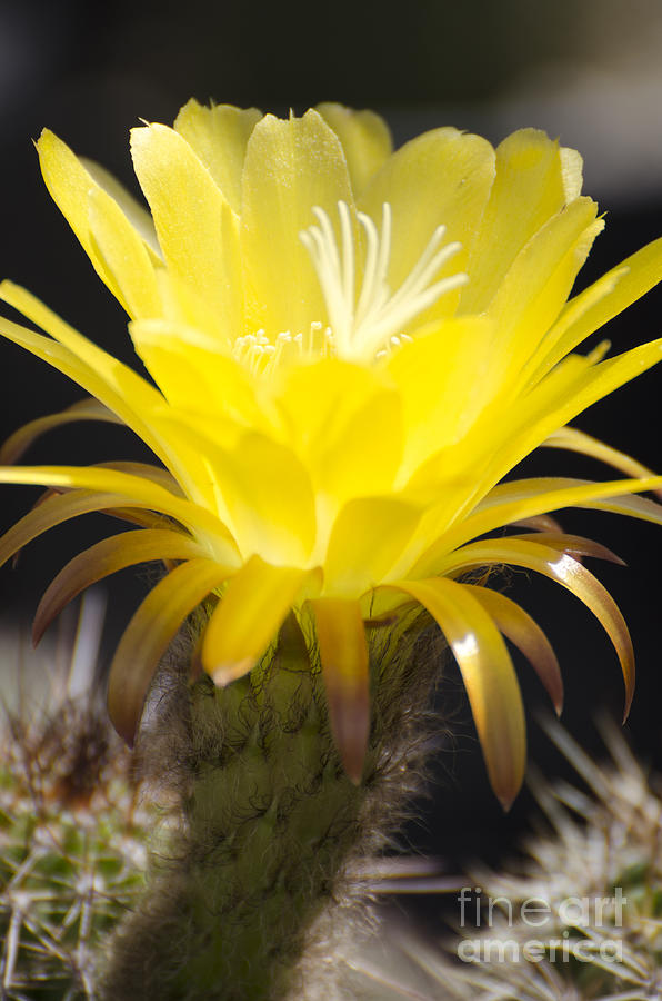 Yellow cactus flower Photograph by Jim And Emily Bush