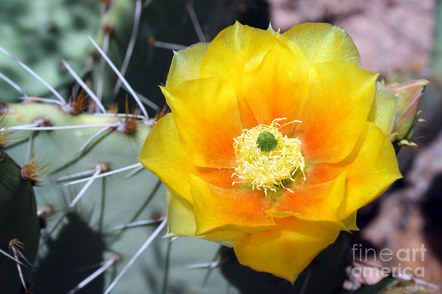 Yellow Cactus Flower Photograph by Kelly Holm