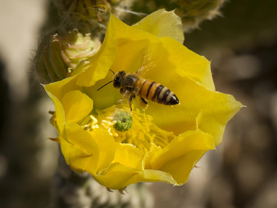 Yellow Cactus Flower with Wasp Photograph by Jean Noren