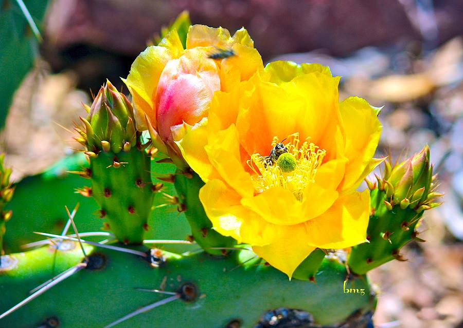 Yellow Cactus Flowers and Bees Photograph by Barbara Zahno