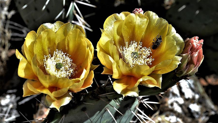 Yellow Cactus Flowers Photograph by Heidi Fickinger