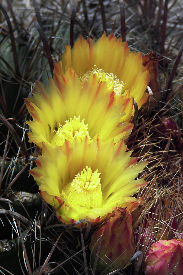 Yellow Cactus Flowers Photograph by Jerry Griffin