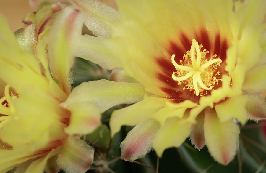Yellow cactus plant flower Photograph by Michalakis Ppalis