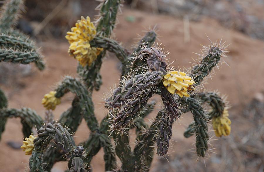 Yellow Cactus Photograph by Rob Hans