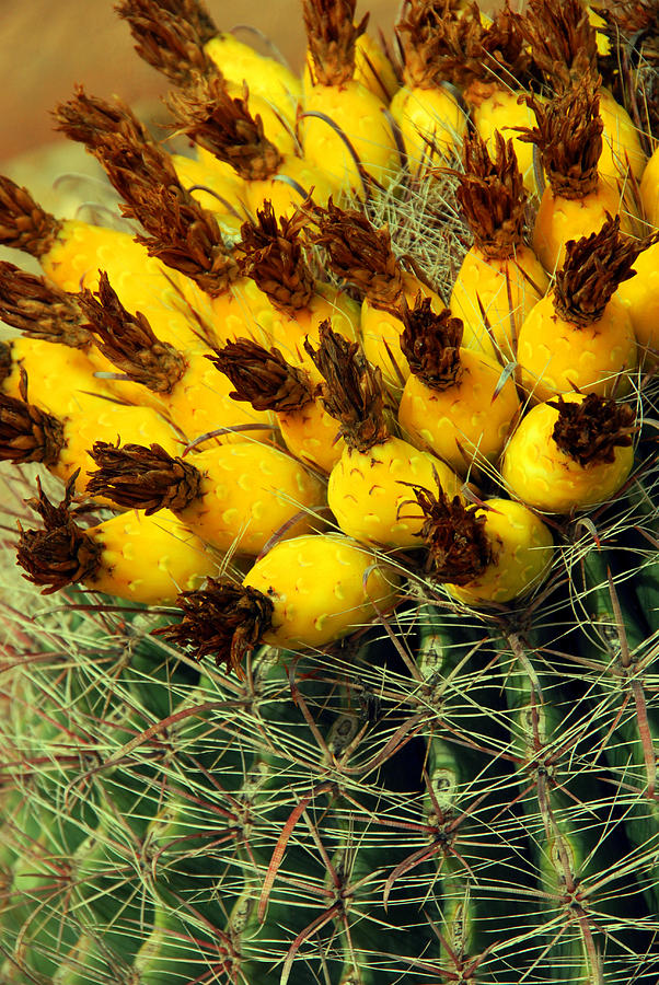 Cactus Photograph - Yellow Cactus by Susanne Van Hulst
