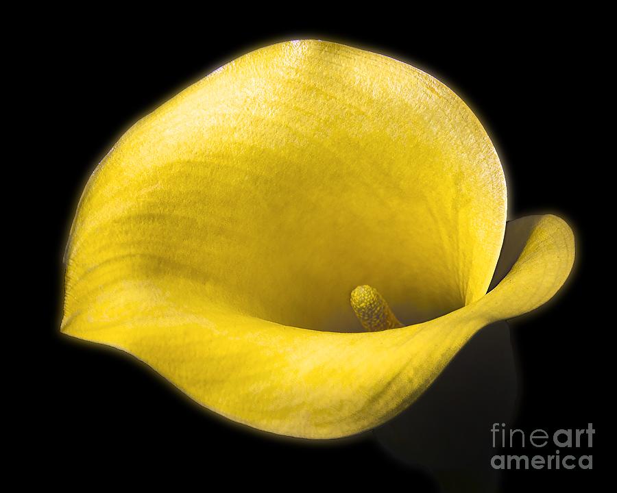 Yellow Calla Digital Art by Anthony Ellis