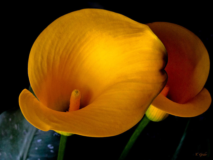 Yellow Calla Lilies - 02 Photograph by Tony Grider
