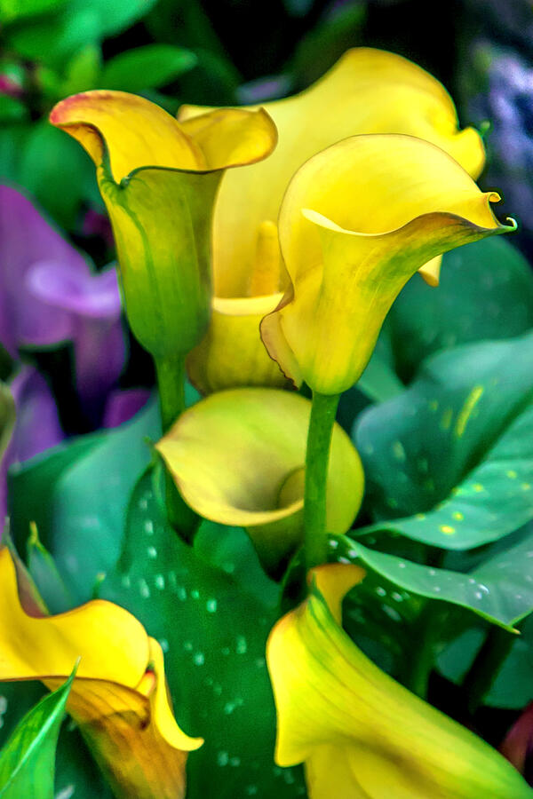 Yellow Calla Lilies Photograph by Az Jackson