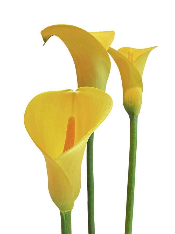 Yellow Calla Lilies on White Photograph by Gill Billington