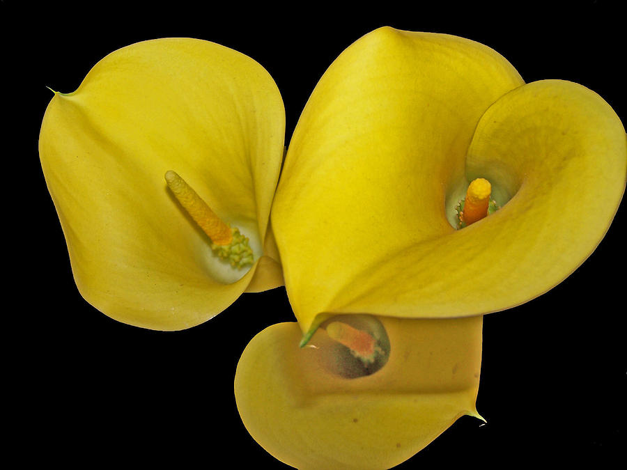 Flower Photograph - Yellow Calla lilies by Vijay Sharon Govender