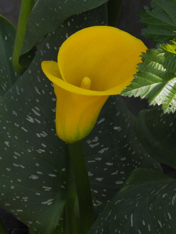  Yellow Calla Lily 1 Photograph by Richard Thomas