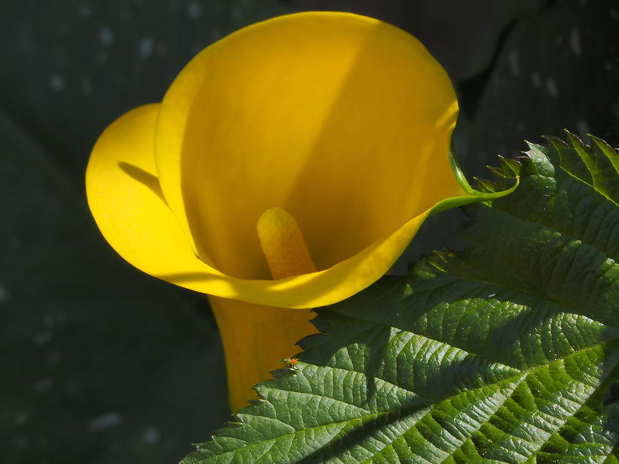 Yellow Calla Lily 2 Photograph by Richard Thomas