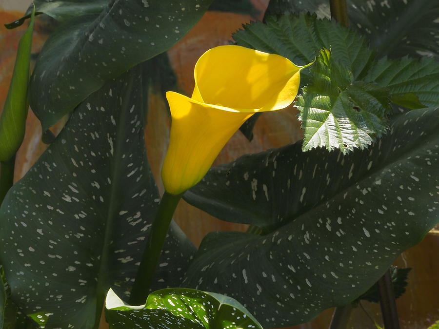 Yellow Calla Lily 3 Photograph by Richard Thomas