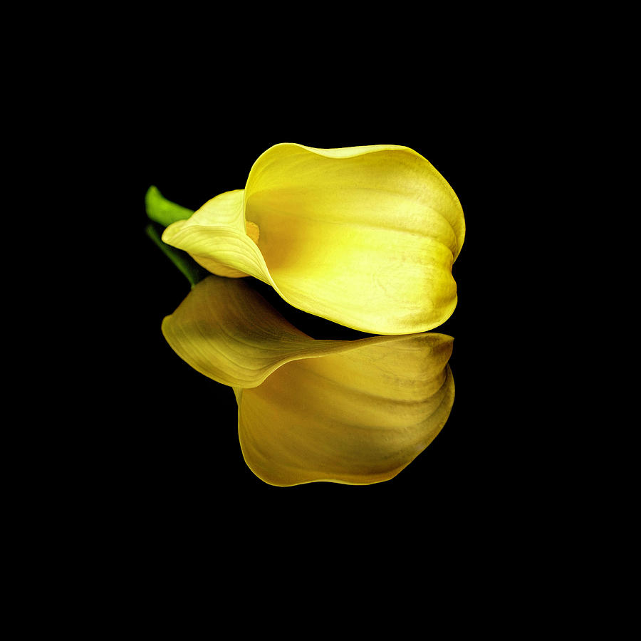 Yellow Calla Lily 4 Photograph by Michelle Whitmore
